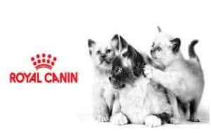 居家養貓須知：貓咪的尿尿都很臭嗎？如何改善？｜Royal Canin 貓糧推薦篇