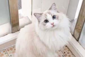 布偶貓：溫柔巨人的魅力與飼養全指南