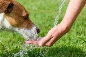 【Dog water】為何水是毛孩健康的關鍵？