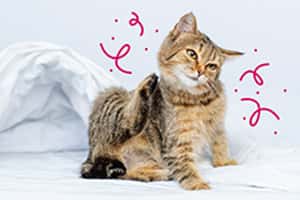 2025 Frontline Plus 跳蚤壁蝨防護指南：成分、效果與使用Tips